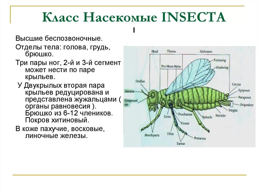 Насекомые имеют 3 отдела. Отделы тела насекомых 7 класс биология. Конспект по биологии класс насекомые общая характеристика. Общая характеристика насекомых 2 класс. Биология 7 класс класс насекомые отделы тела.