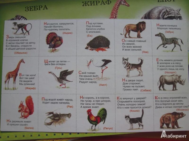 Узнавать про животных. Угадай загадки животные. Отгадать животное по описанию. Игра отгадай животное по описанию. Угадай животное по описанию для детей.
