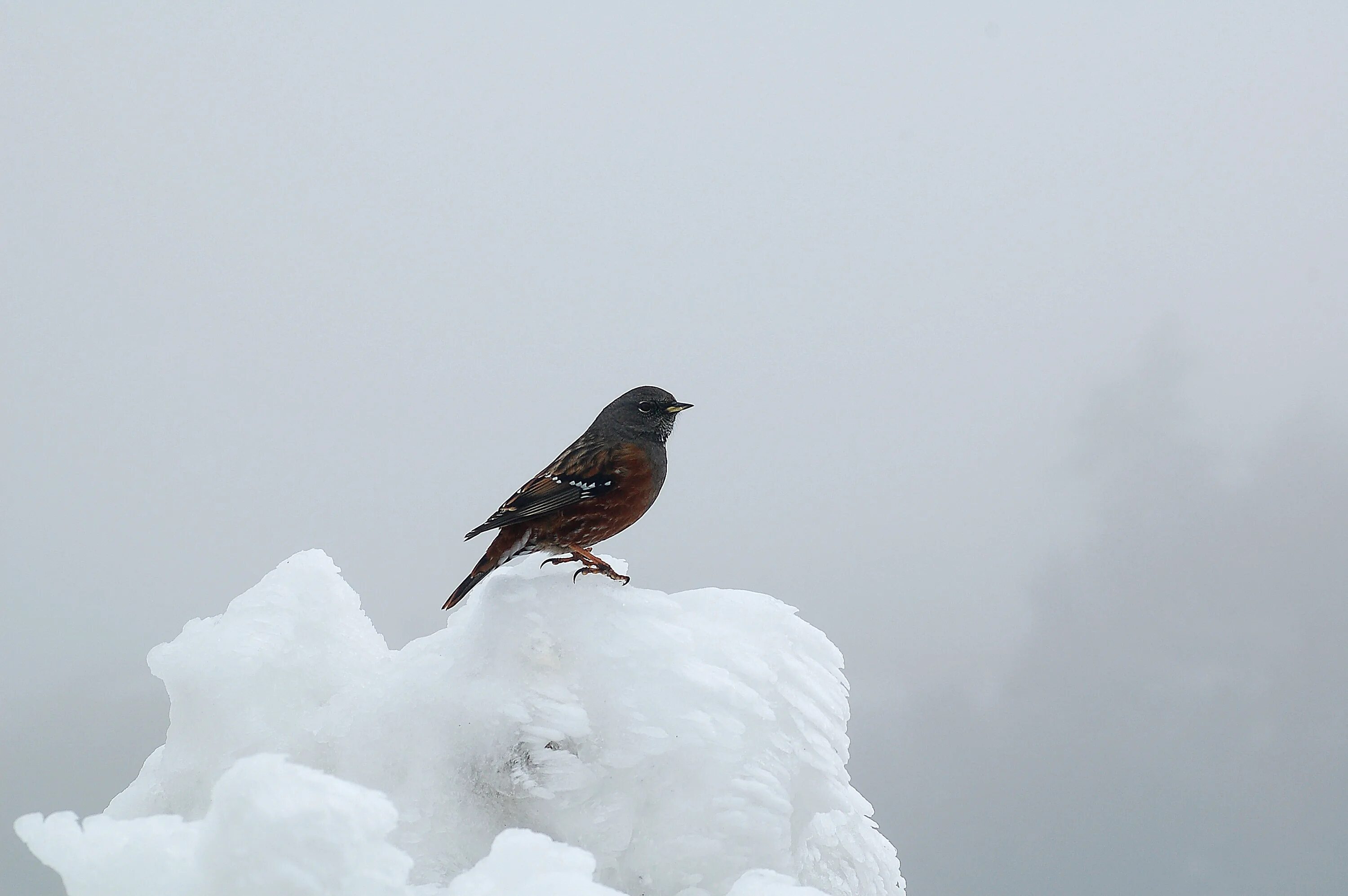 Природа снег птица. Птицы на снегу. Снегири на снегу. Зима и одинокая птица. Птицы под снегом.