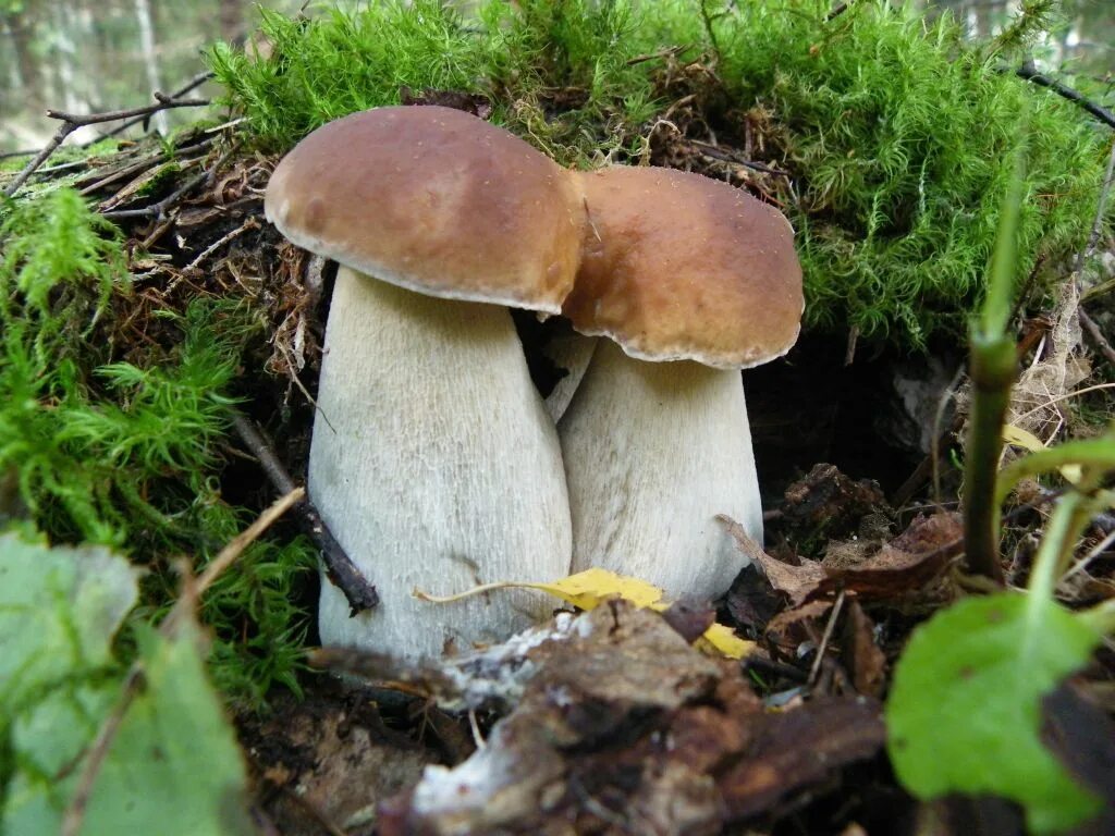 Белый гриб корень. Боровик обыкновенный. Белый гриб. Мухомор и белый гриб. Белый гриб и мкхоморик.
