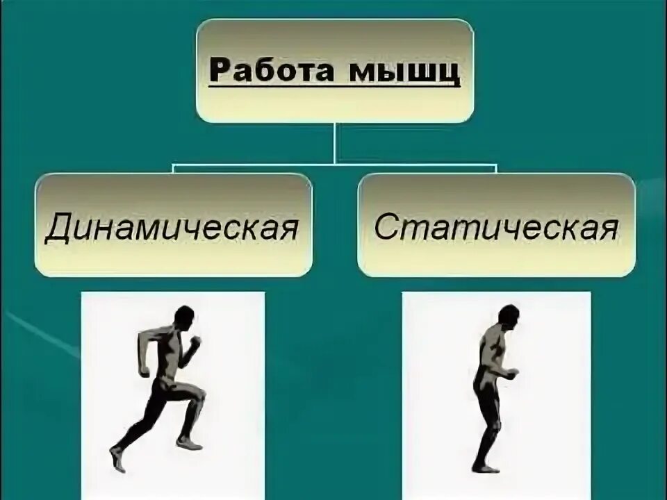 Динамическая и статическая работа. Динамическая и статическая работа