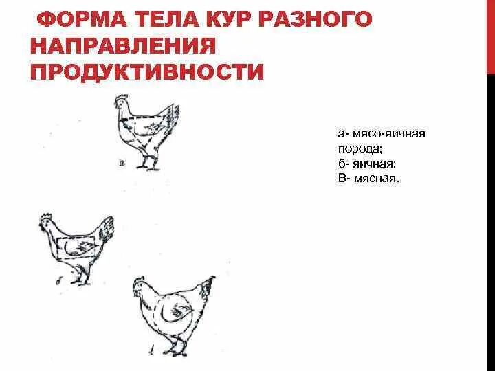 Куры тип питания