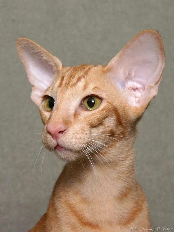 Ушастый кот порода Ориентал. Ориентальная кошка рыжая. Ориентал кошка гладкошерстная. Сиамская большеухая кошка.