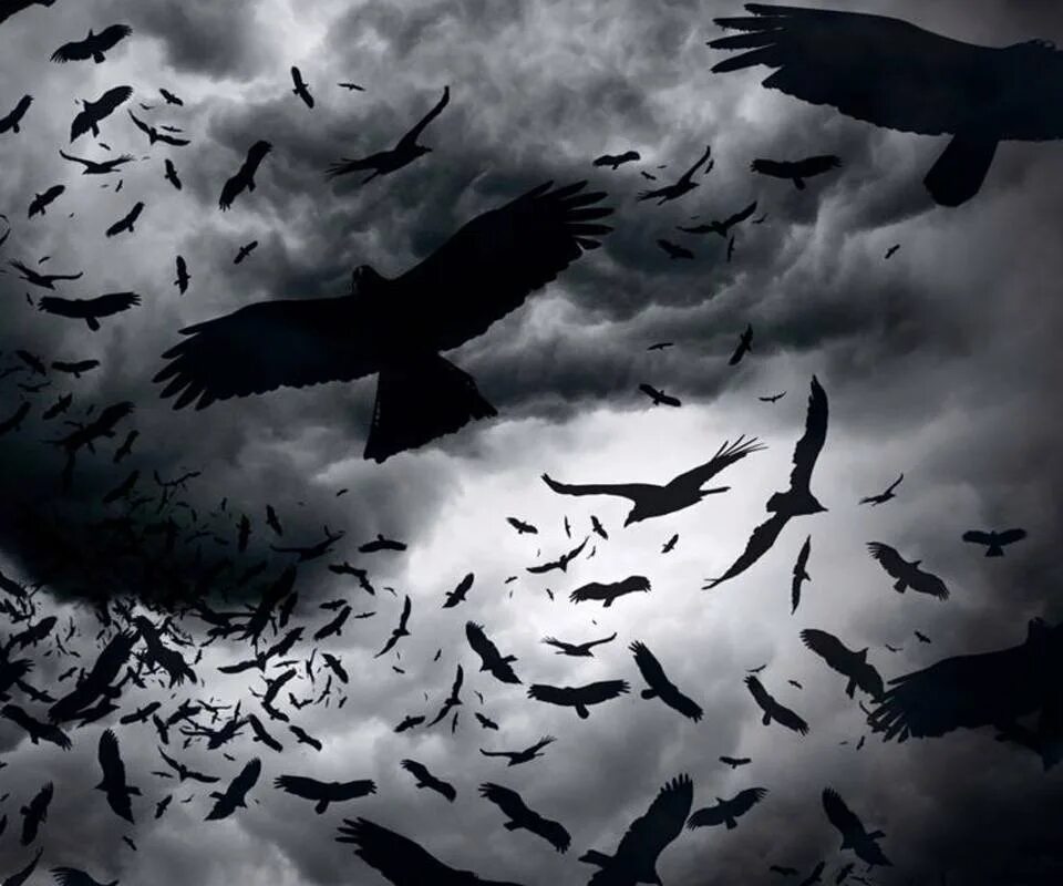 Стая черных птиц. Оден Скотт "стая Воронов". Стая ворон. Черные птицы в небе. Вороны в небе.