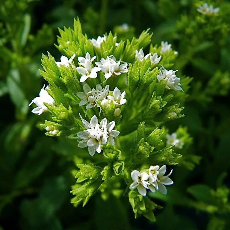 Стевиа. Stevia rebaudiana. Стевия медовая трава. Стевия Ребо. Стевия медовая растение.