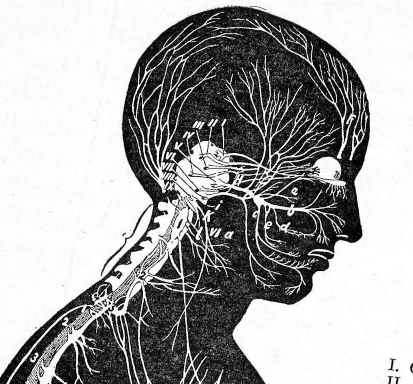 Nervous system brain. Нервный контур это. Мозг и нервная система. Нервы человека анатомия. Нервная система головы.