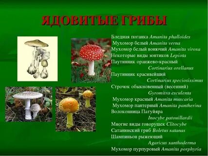 Какие растения грибами