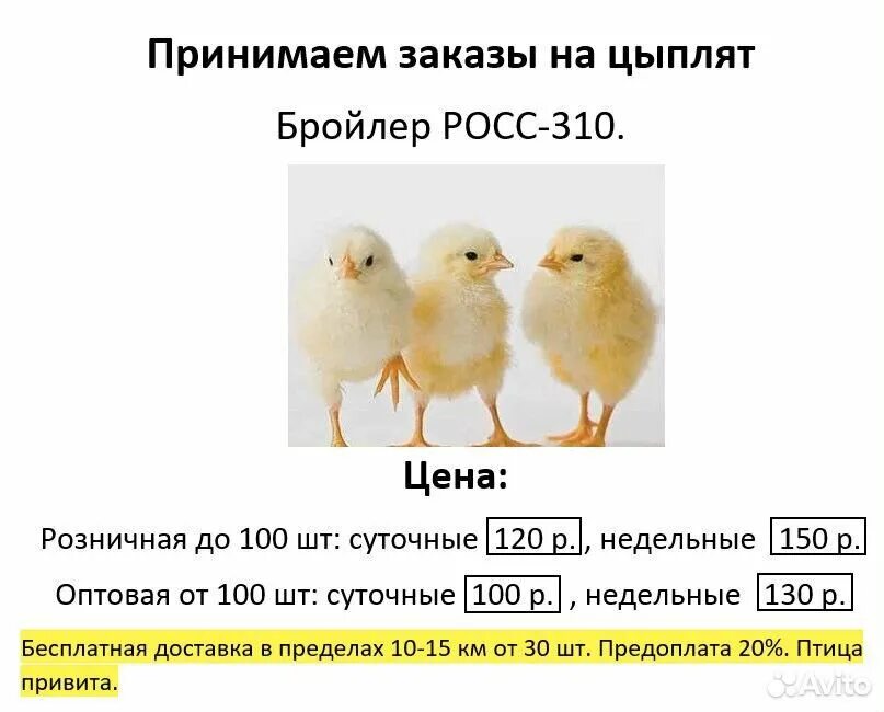 Где купить цыпленка живого. Объявление о продаже цыплят бройлеров. Цыплята бройлеры. Объявление цыплята бройлеры. Суточный цыпленок бройлера.