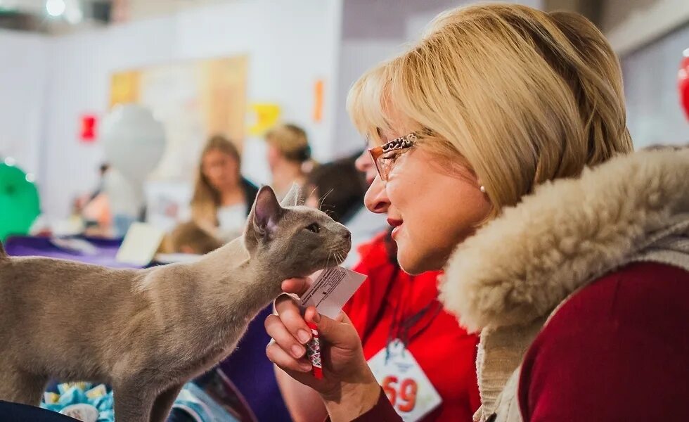 Выставка кошек Нижний Новгород. Выставка кошек в макси 16 апреля. Выставка кошек Полярис 2017г фото.