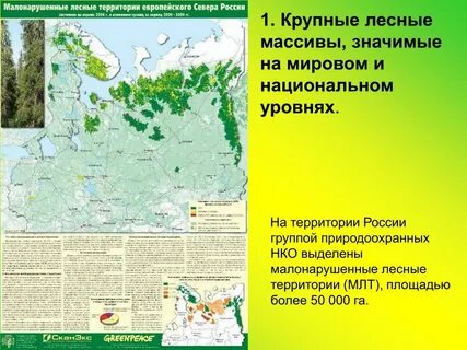 Какие леса в европейском севере