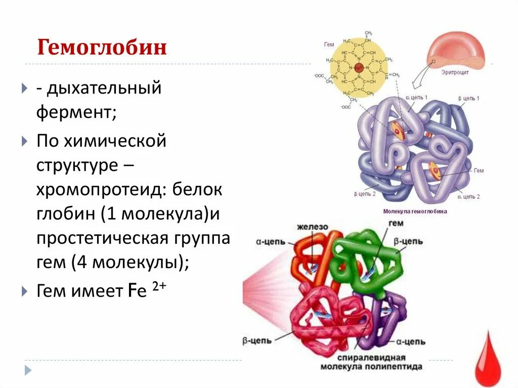 Картинки ВТОРИЧНАЯ СТРУКТУРА ГЕМОГЛОБИНА