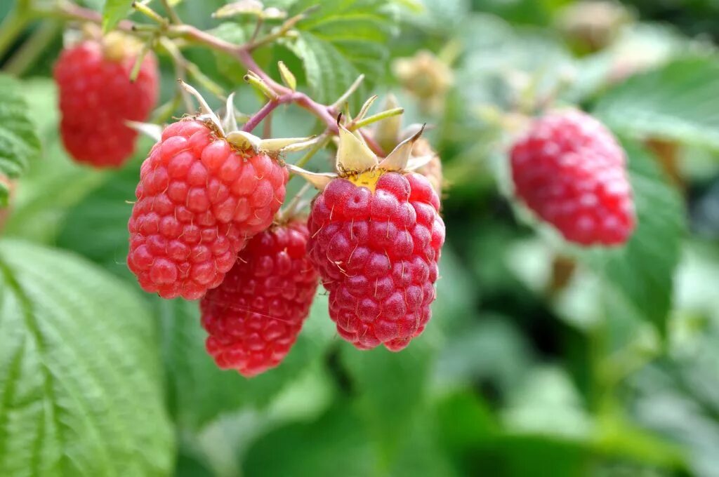 Малина ремонтантная бриллиантовая. Средние сорта малины. Сорт малины орбита. Средние сорта малины. Малина обыкновенная кустарник.