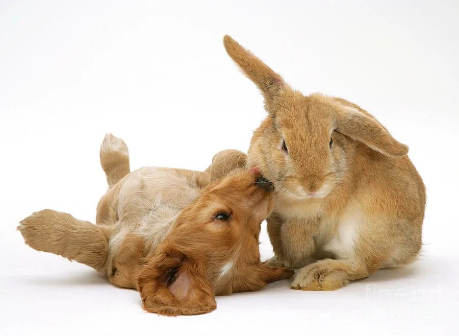 красивые домашние животные. кролик и собака. классные милые животные. кошка собака кролик. кот и кролик.