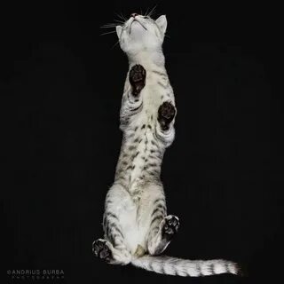 Кошка вид сверху