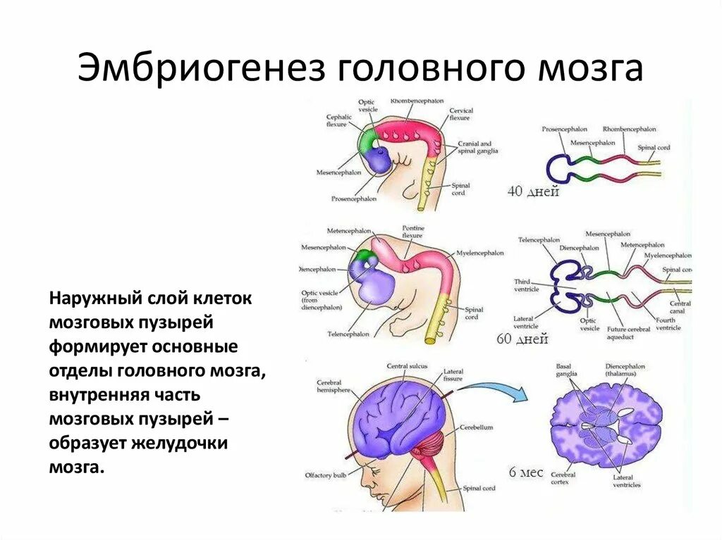 Внутриутробное развитие мозга. Схема развития головного мозга фронтальный разрез. Стадии развития головного мозга человека анатомия. Стадии эмбриогенеза головного мозга человека. Эмбриогенез продолговатого мозга.