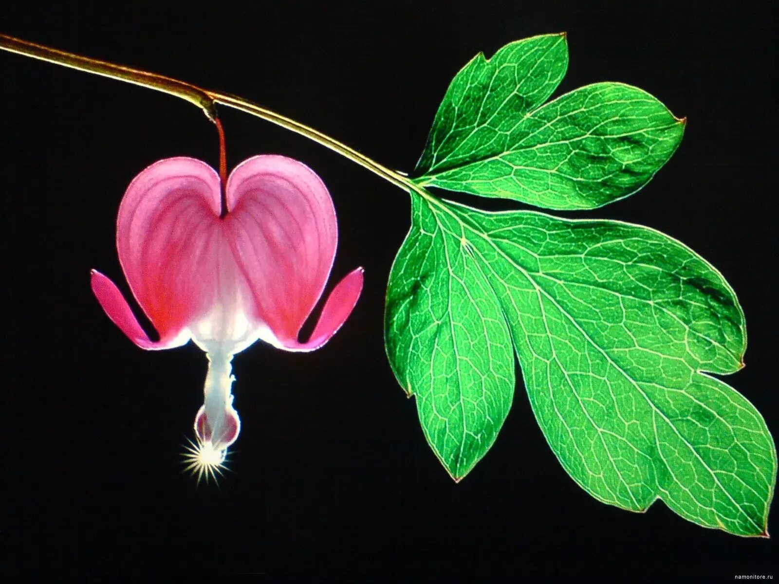 Дицентра спектабилис. Дицентра разбитое сердце. Дицентра клобучковая. Дицентра аэлита. Сорта разбитого сердца.