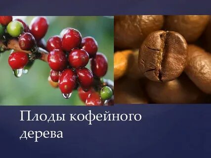 Кофейный плод