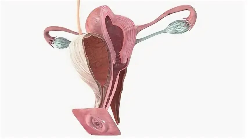 Репродуктивная система женщины. Детородный орган женщины. Анатомия женских репродуктивных органов. Женские репродуктивные органы 3д. 1 женская половая система