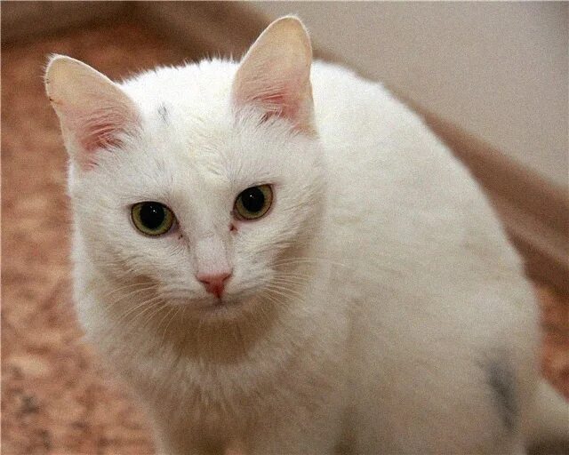Turkish angora cat. Турецкая ангорская кошка. Гетерохромия као мани. Турецкая ангора короткошерстная. Сибирская ангорская кошка.