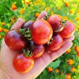 Низкорослые сорта томатов гномов