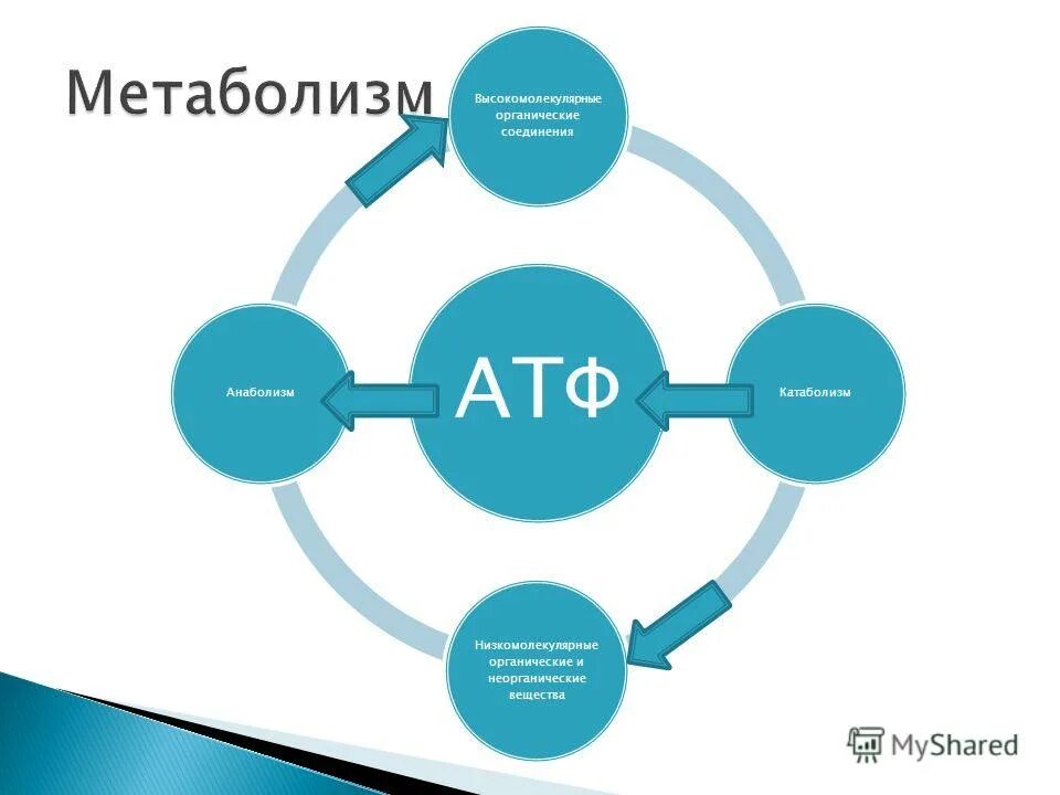 Атф анаболизма. Анаболизм машин.