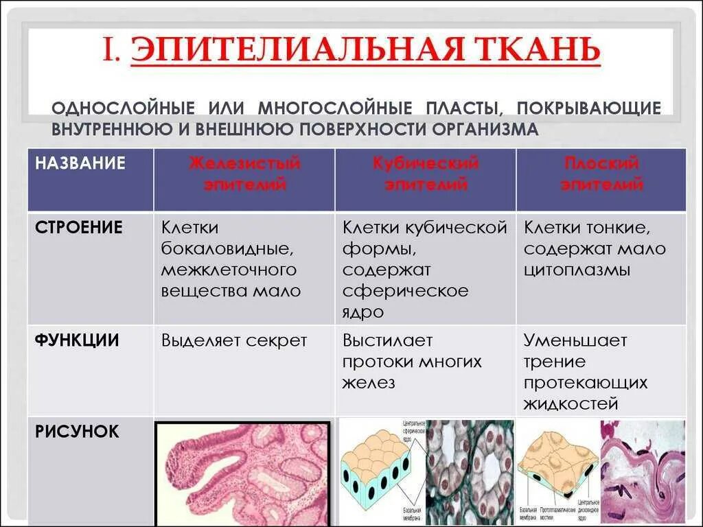 Эпителиальное строение функции. Эпителиальная ткань функции таблица. Строение эпителиальной ткани таблица. Строение и функции эпителиальной и соединительной ткани. Эпителиальная ткань строение и функции таблица.