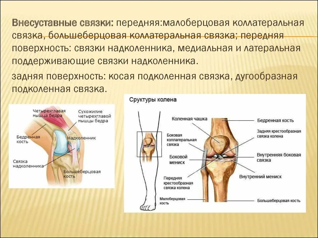 Внесуставные связки коленного сустава. Внутрисуставные связки коленного сустава. Коллатеральная связка малоберцовой кости. Подколенная связка коленного сустава.