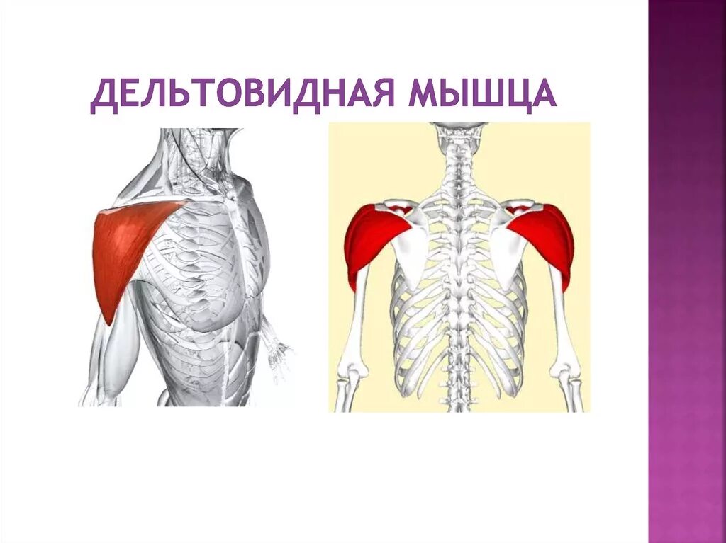 Дельтовидная функции