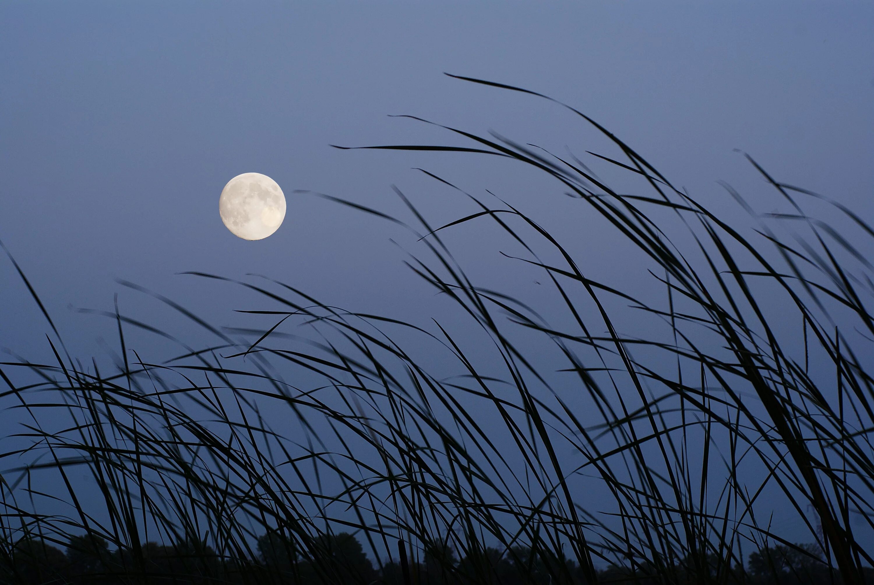 Ночное поле с луной. Ночная степь. Лазоревая Луна. Ночь поле Луна.