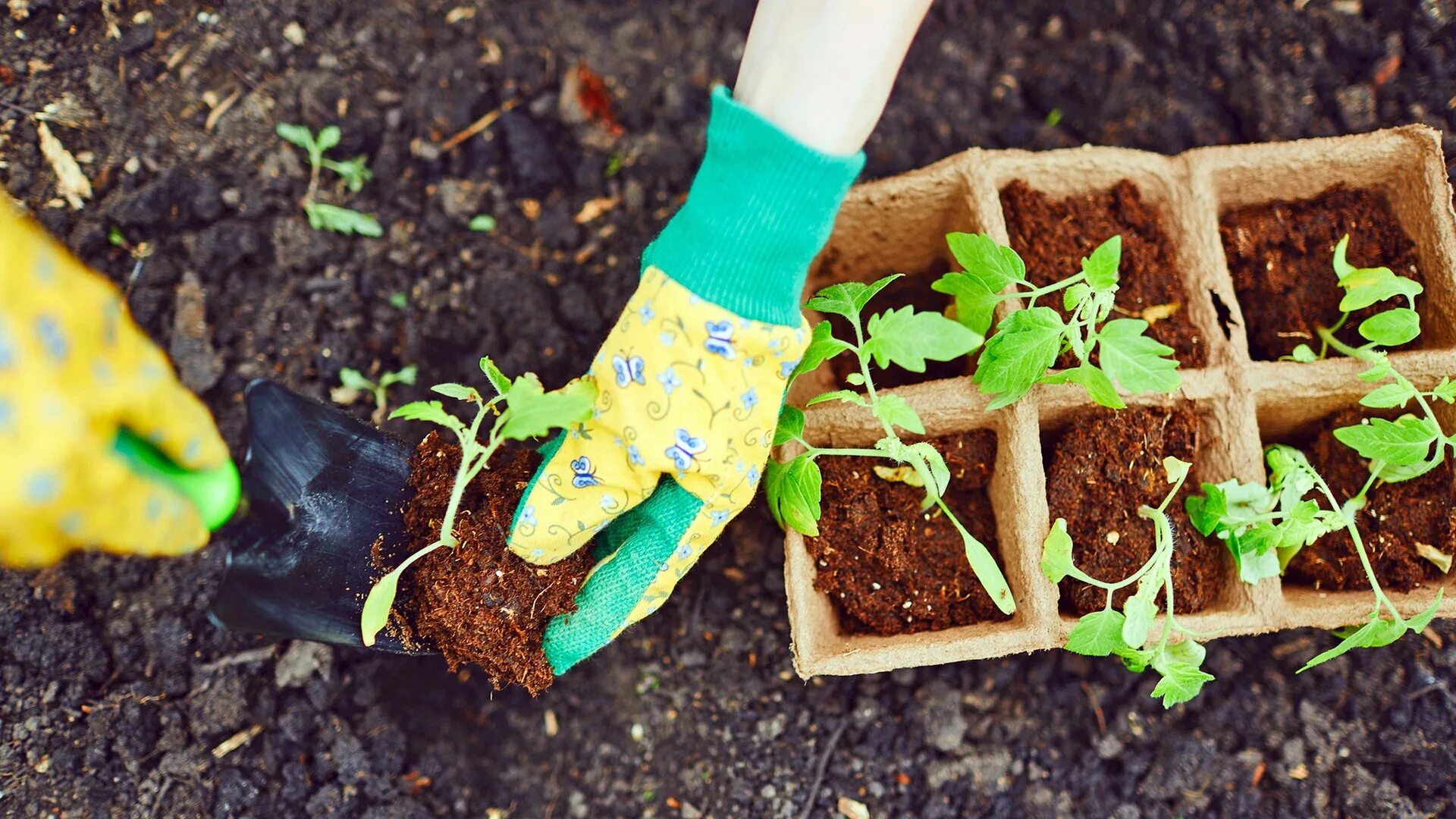 Пикирование рассады томатов в апреле 2025. Пикирование томатов. replanting. руки пересаживают рассаду.