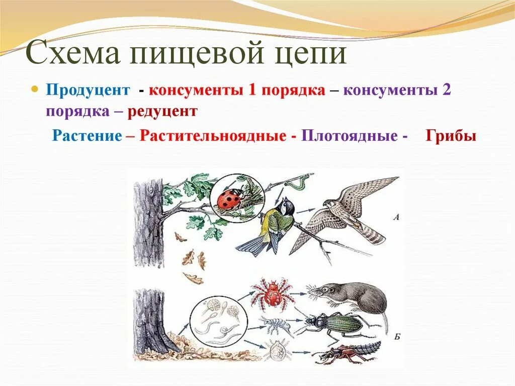 Продуцент 2) консумент первого порядка. Цепь питания продуценты консументы редуценты. Продуцент консумент 1 порядка консументы 2 порядка редуценты. Редуценты в цепи питания.