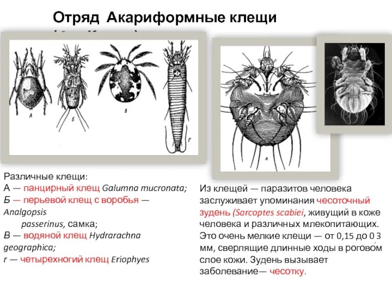 Клещ относится к паукообразным. Отряд акариформные клещи. Представитель отряда акариформные клещи. Клещи отряда Acariformes являются возбудителями заболевания. Чесоточный клещ акариформные.