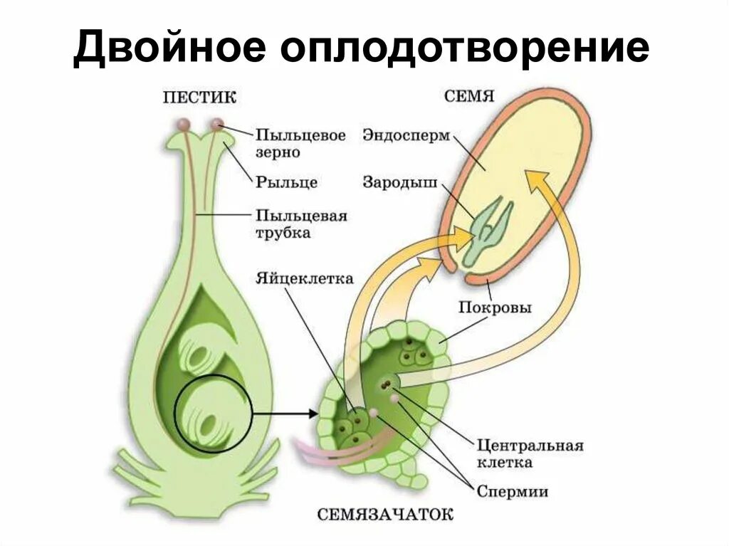 При слиянии спермия с центральной клеткой образуется. Схема двойного оплодотворения у покрытосеменных растений. Схема двойного оплодотворения у растений. Схема двойного оплодотворения у цветковых растений. Двойное оплодотворение у покрытосеменных растений.