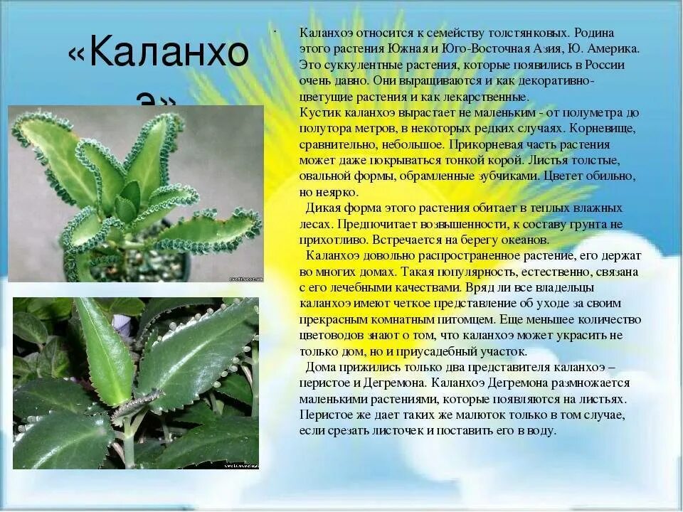 Каланхоэ значение цветка. Каланхоэ перистое побеги. Каланхоэ цветок описание. Каланхоэ крупноцветковое. Каланхоэ значение цветка.