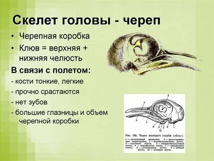 Рассмотрите костную основу клюва и большие глазницы