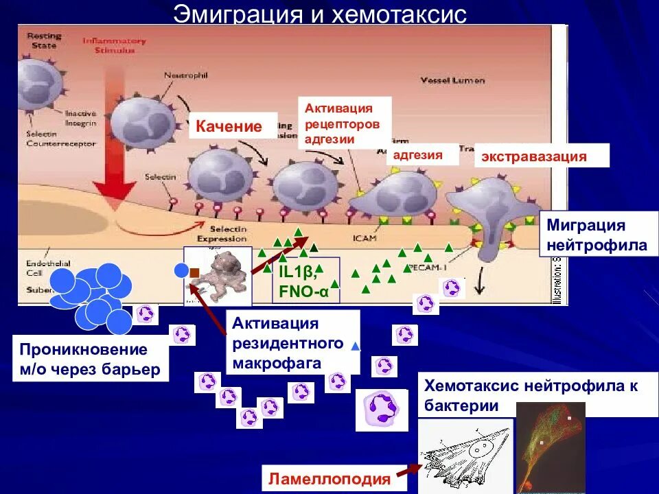 Адгезивный субстрат это. Люминальная мембрана. Адгезионные межклеточные контакты. Рецепторы миграции лейкоцитов. Рецепторы адгезии.
