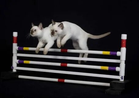 Как дрессировать кота