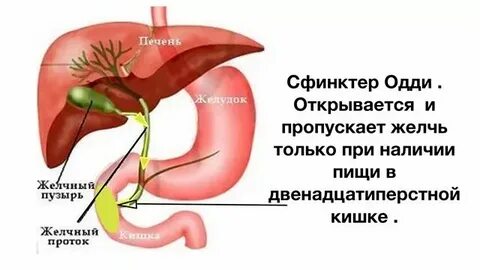 Куда поступает желчь после удаления