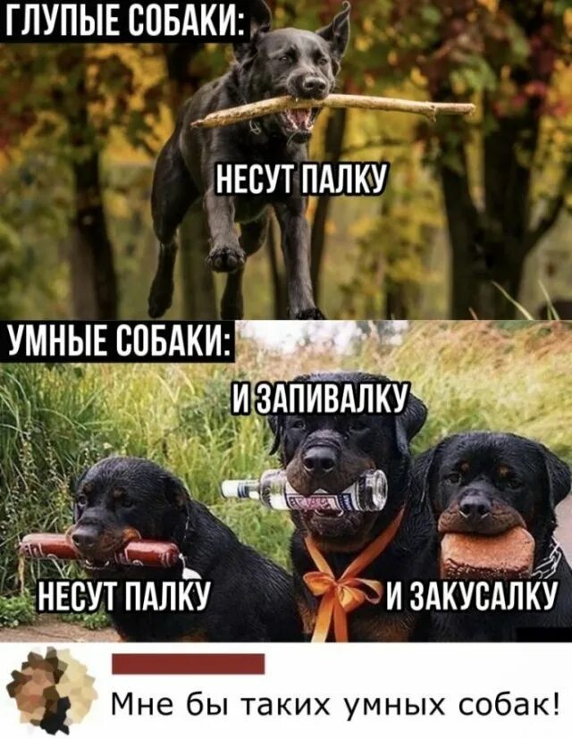 Кинуть палку бабе. Собака несет палку. Кинуть палку. Мемы с животными и надписями. Кидай палку.