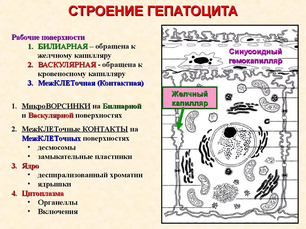 Строение клетки печени человека. Структура клетки гепатоцита.. Гепатоциты строение и функции. Функции гепатоцитов гистология.