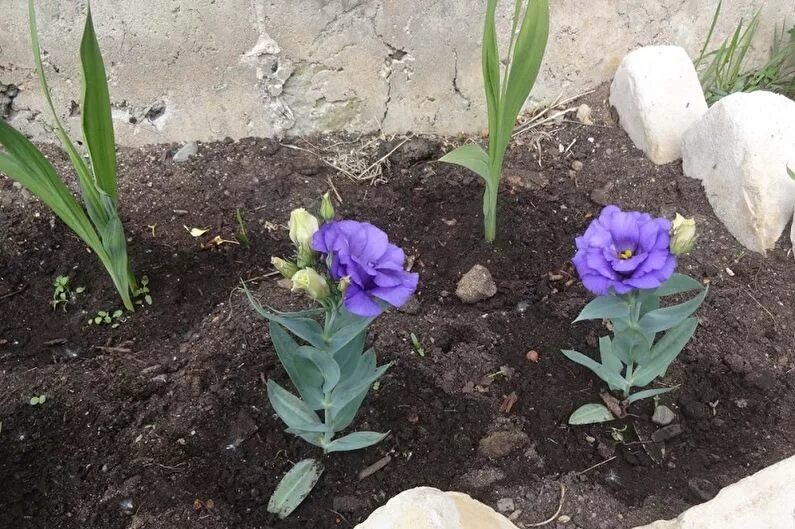 Как вырасти эустомы