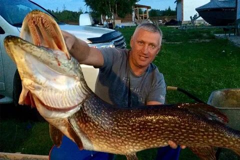 Рыбы рыбинского водохранилища