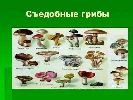 Какие грибы полезные