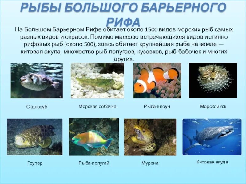 Морские рыбки названия. Названия морских обита. Обитатели морей и океанов с названиями. Название морских животных. Сколько рыб в океане