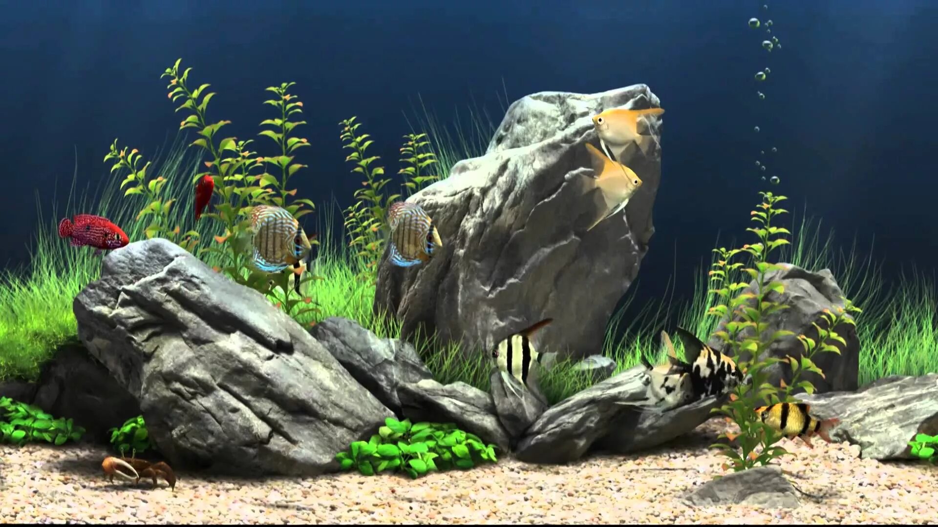 Живые обои на poco. Скринсейвер Dream Aquarium. Живой аквариум. Рыбки для аквариума. Аквариум 3д.