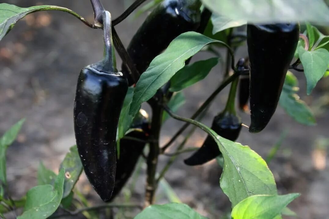 Черный сладкий перец. Перец Блэк Хунгариан. Перец Black Pearl Pepper. Острый перец Black Hungarian. Острый перец Black Cuban.