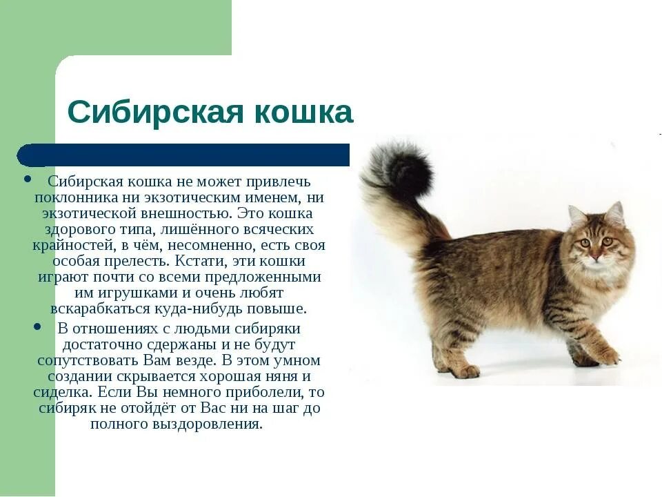 Доклад про породу кошек. Сибирская кошка описание породы. Сибирская кошка описание породы характеристики. Описание сибирского кота. Описание сибирской кошки описание.