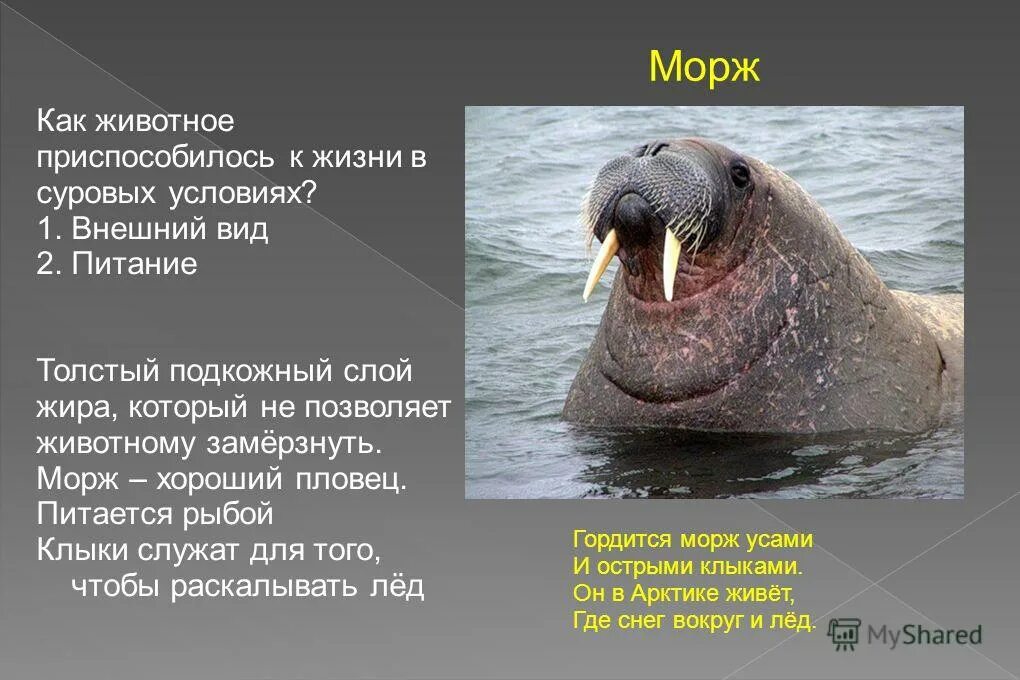 Рассказ о Морже. Интересные факты о моржах. Морж описание. Морж описание животного.