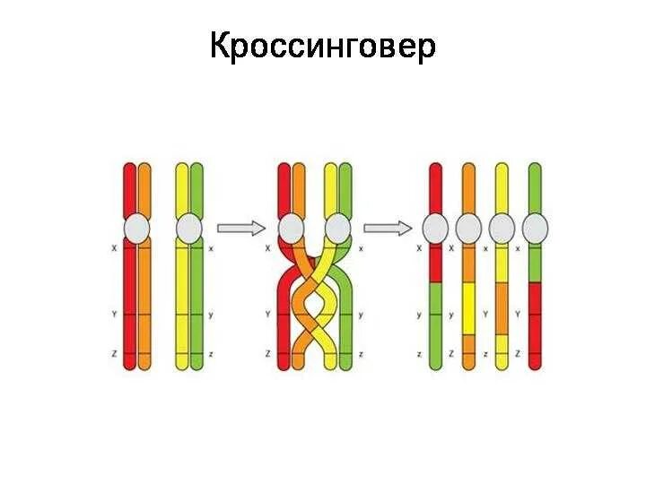 Кроссинговер образуется в. Схема кроссинговера хромосом. схема конъюгации и кроссинговера. мейоз кроссинговер и конъюгация. кроссинговер перекрест хромосом.