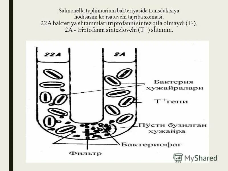 S typhimurium микробиология. S typhimurium микробиология. сальмонелла тифимуриум. сальмонелла энтерика. сальмонелла тифимуриум.